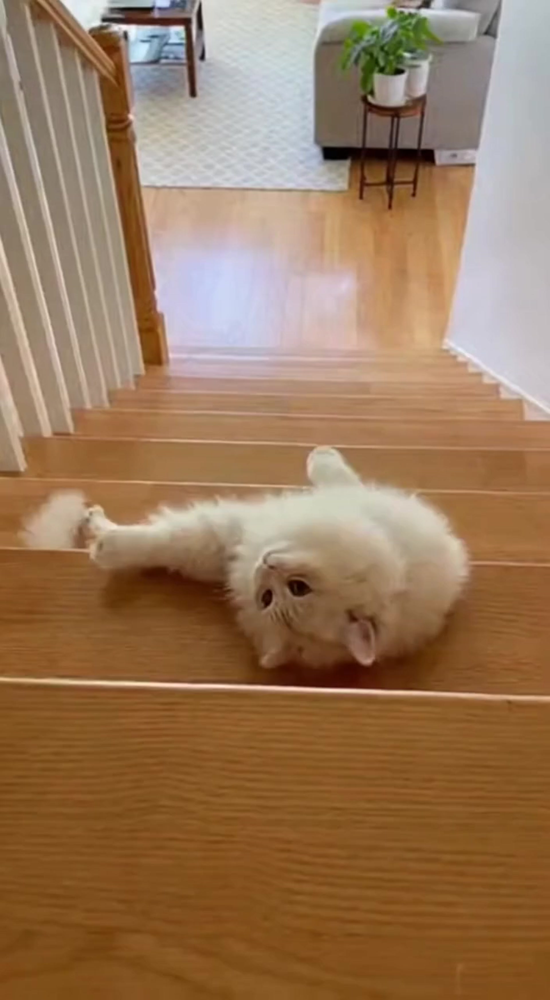 Watch This Adorable Cat Sleepwalk Down the Stairs in Slow Motion