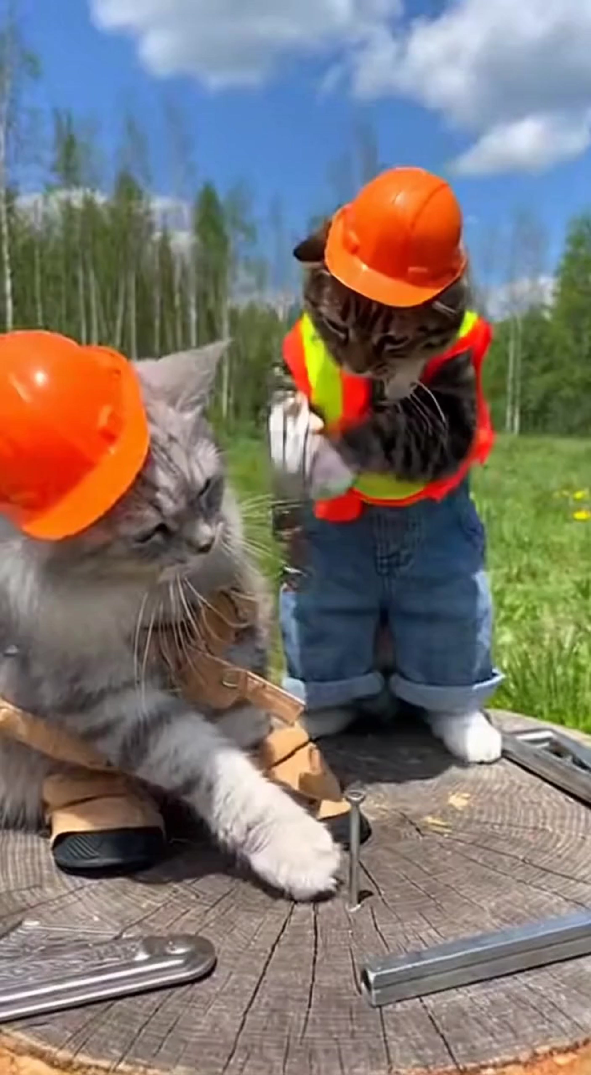 Cats in Construction: Hilarious DIY Antics with Two Feline Workers on a Stump