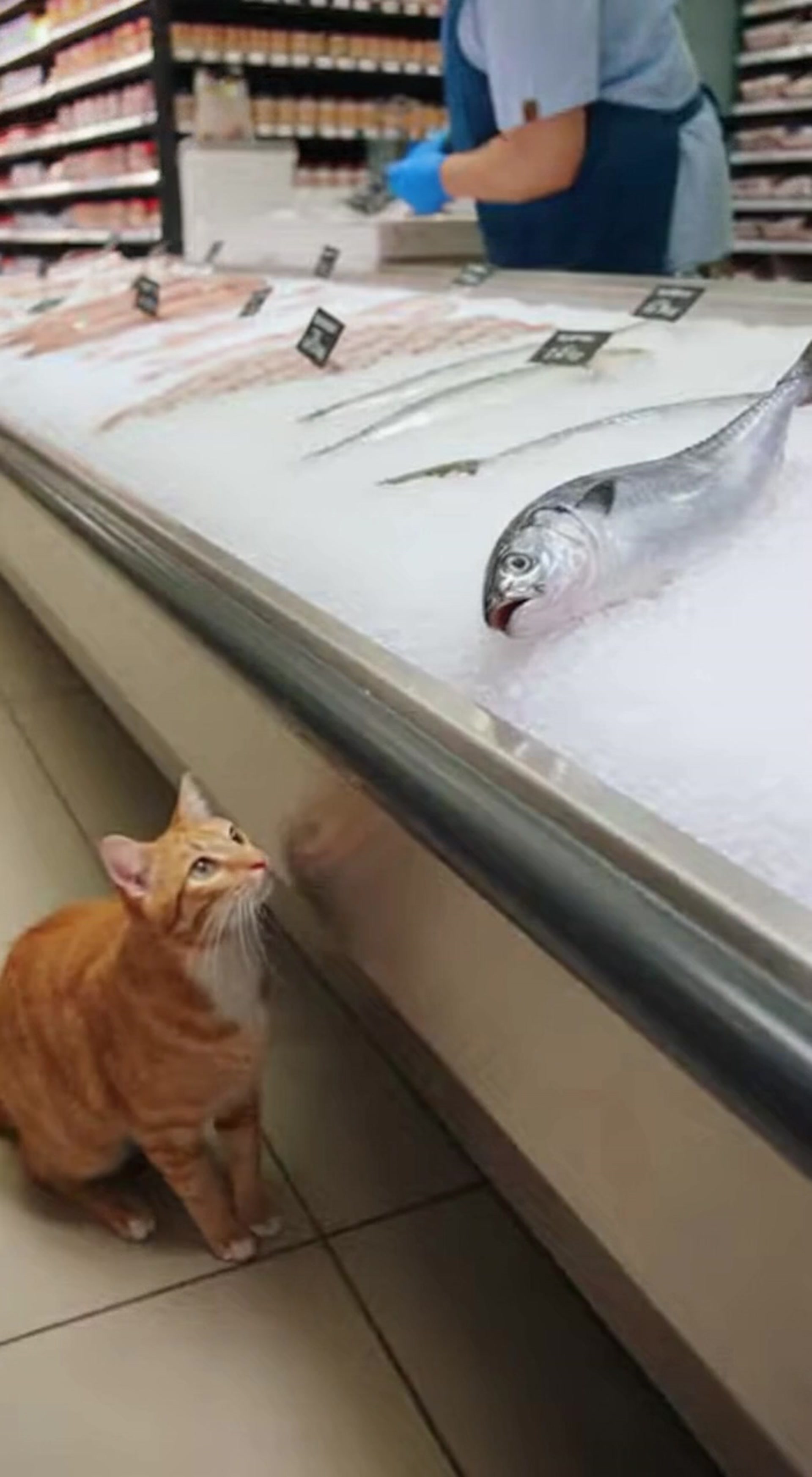 Cat Steals Fish and Escapes Supermarket on Two Feet
