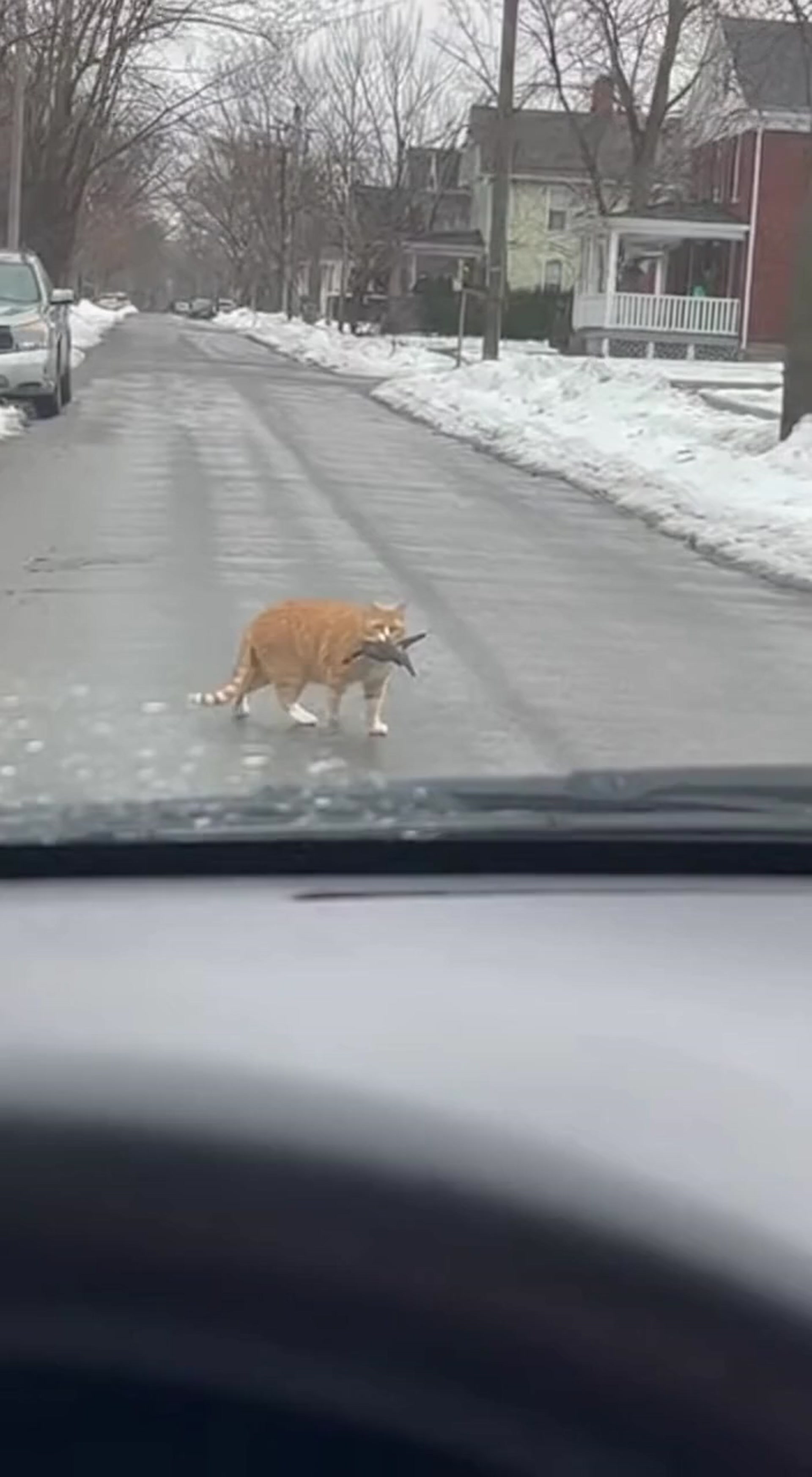 Unexpected Cat Encounter: A Dramatic Car POV Moment with a Bird Escape