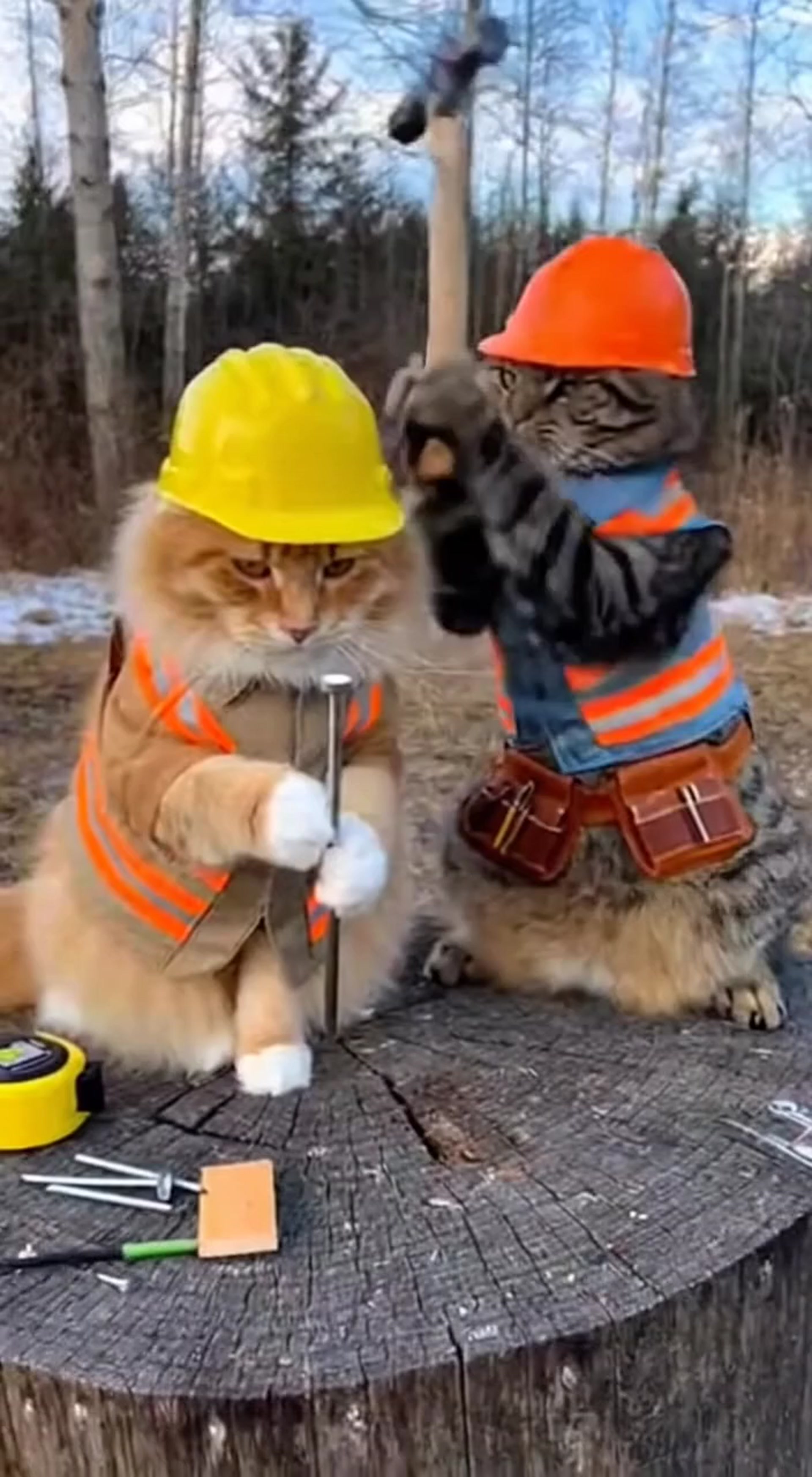 Cats in Construction: Hilarious Hammering Showdown on a Rustic Stump