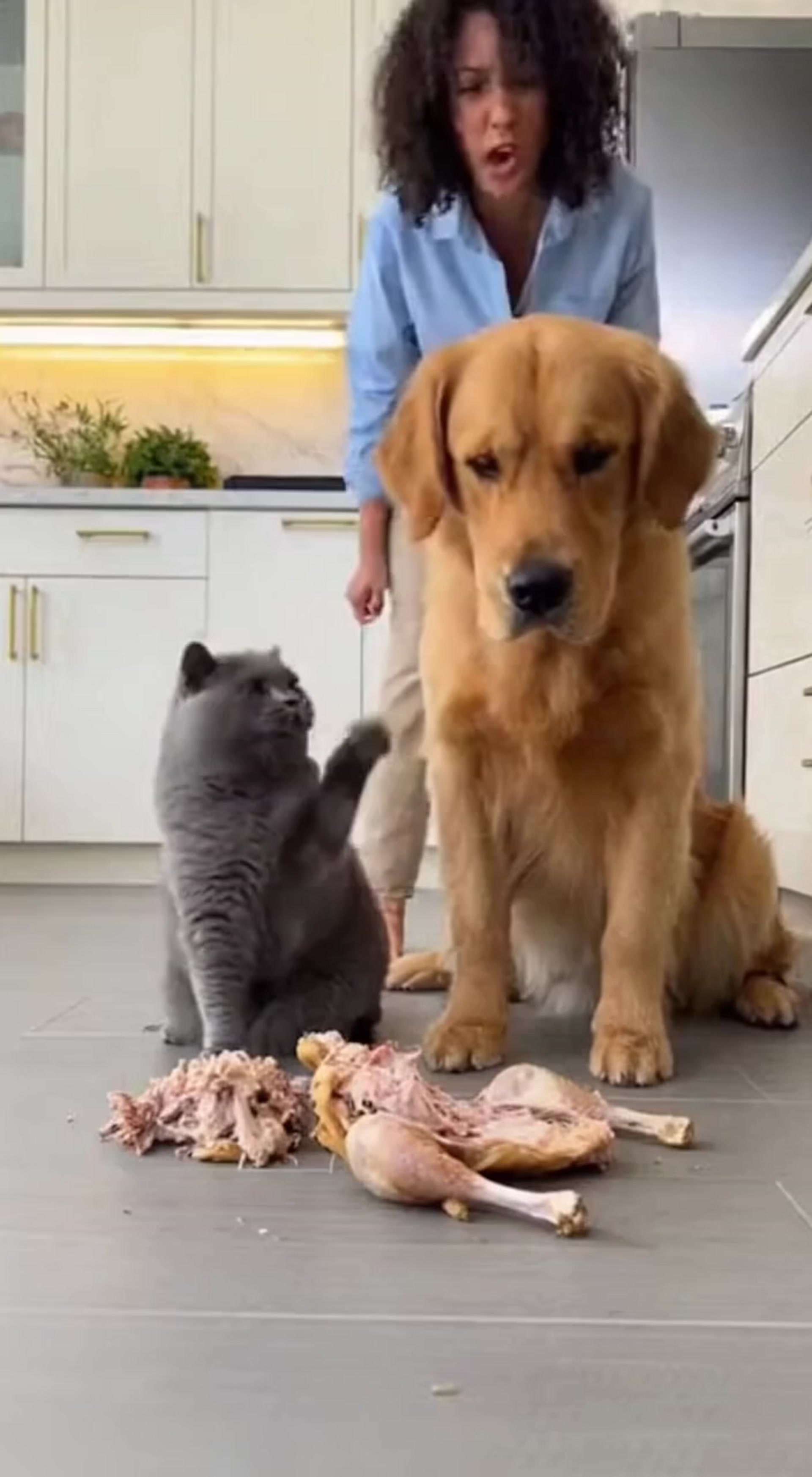 Frustrated Woman Confronts Cat and Dog After Kitchen Chaos