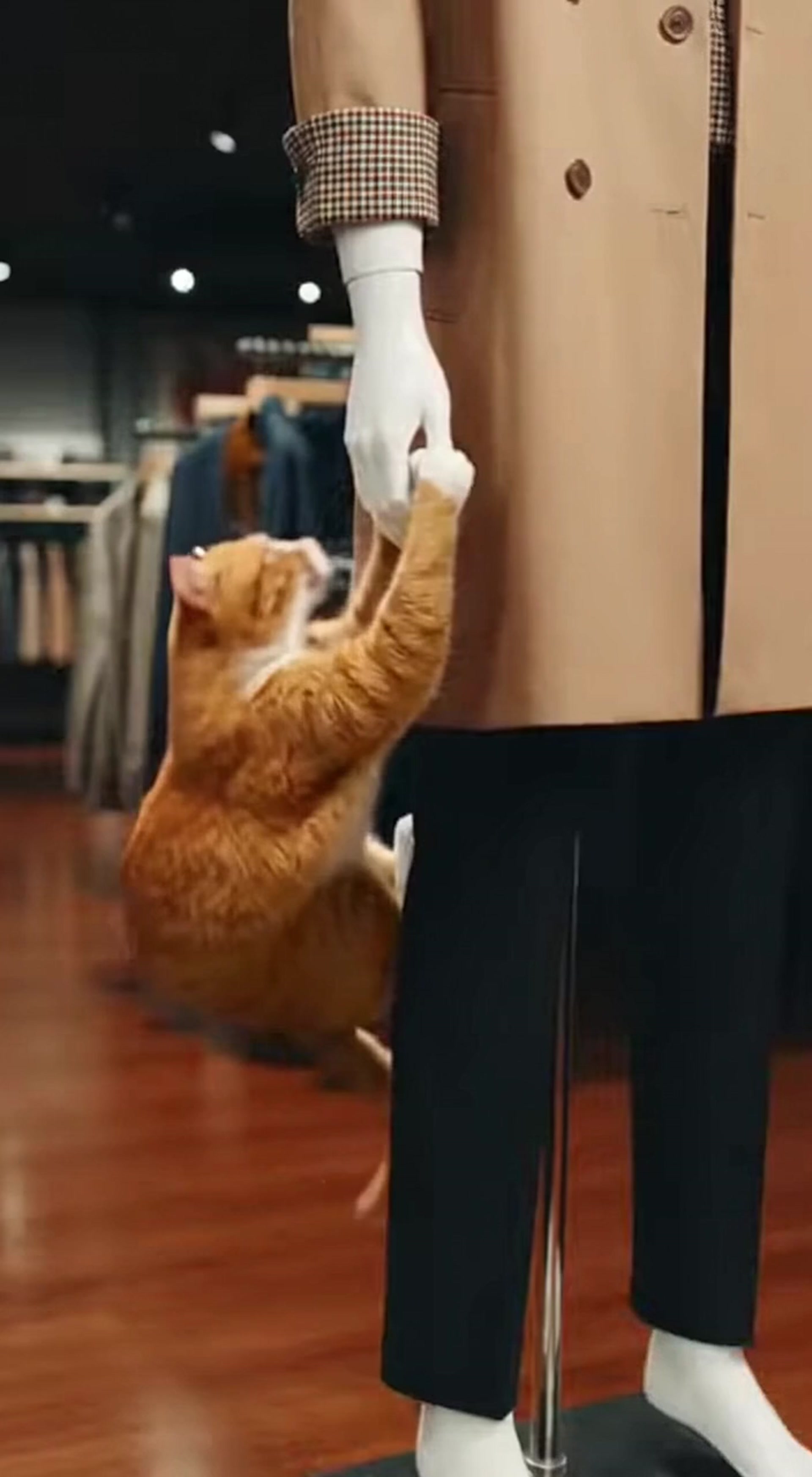 Cat Steals Mannequin Arm and Makes Hilarious Escape from Clothing Store