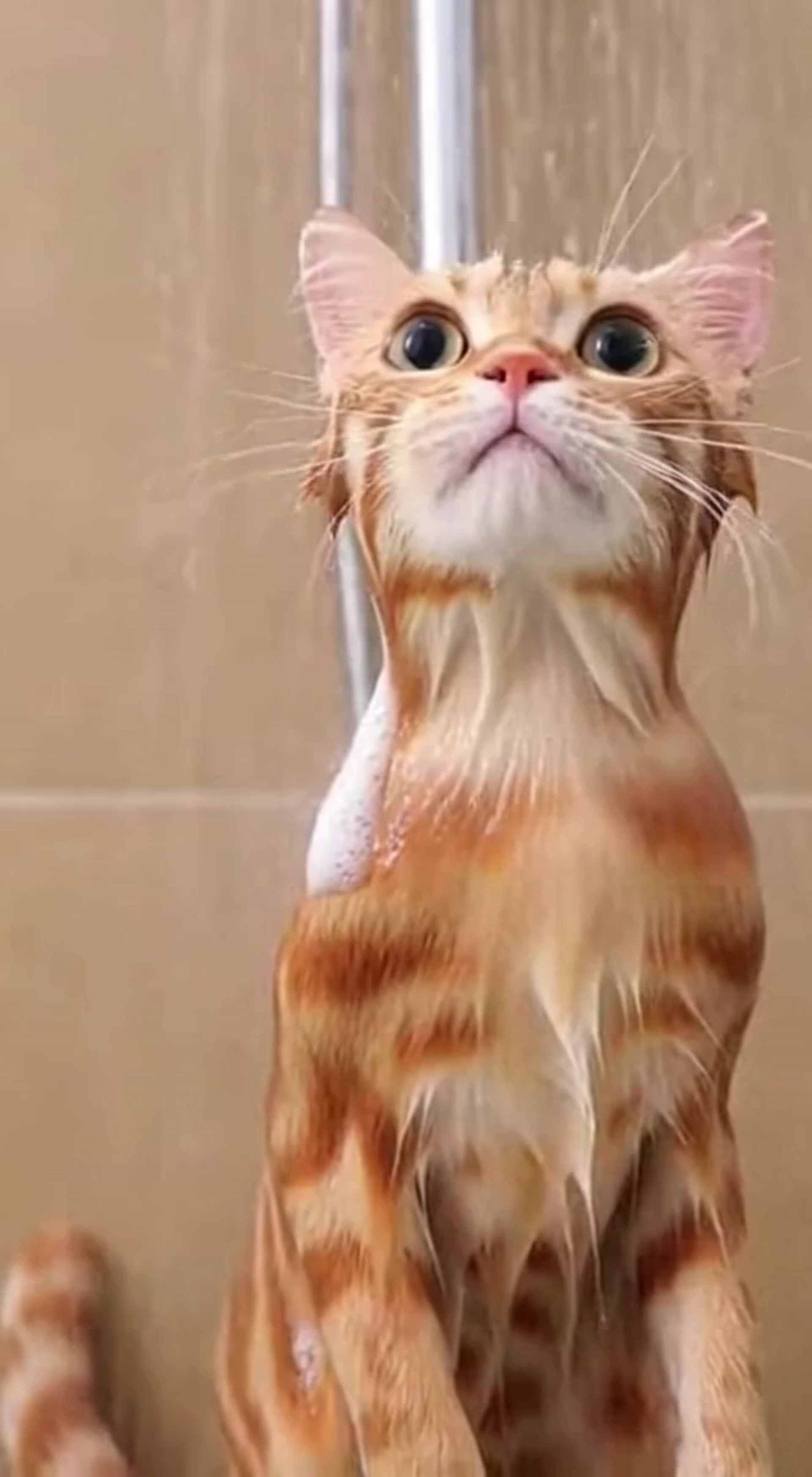 Realistic Cat Singing in Meow Voice While Taking a Shower Short Video