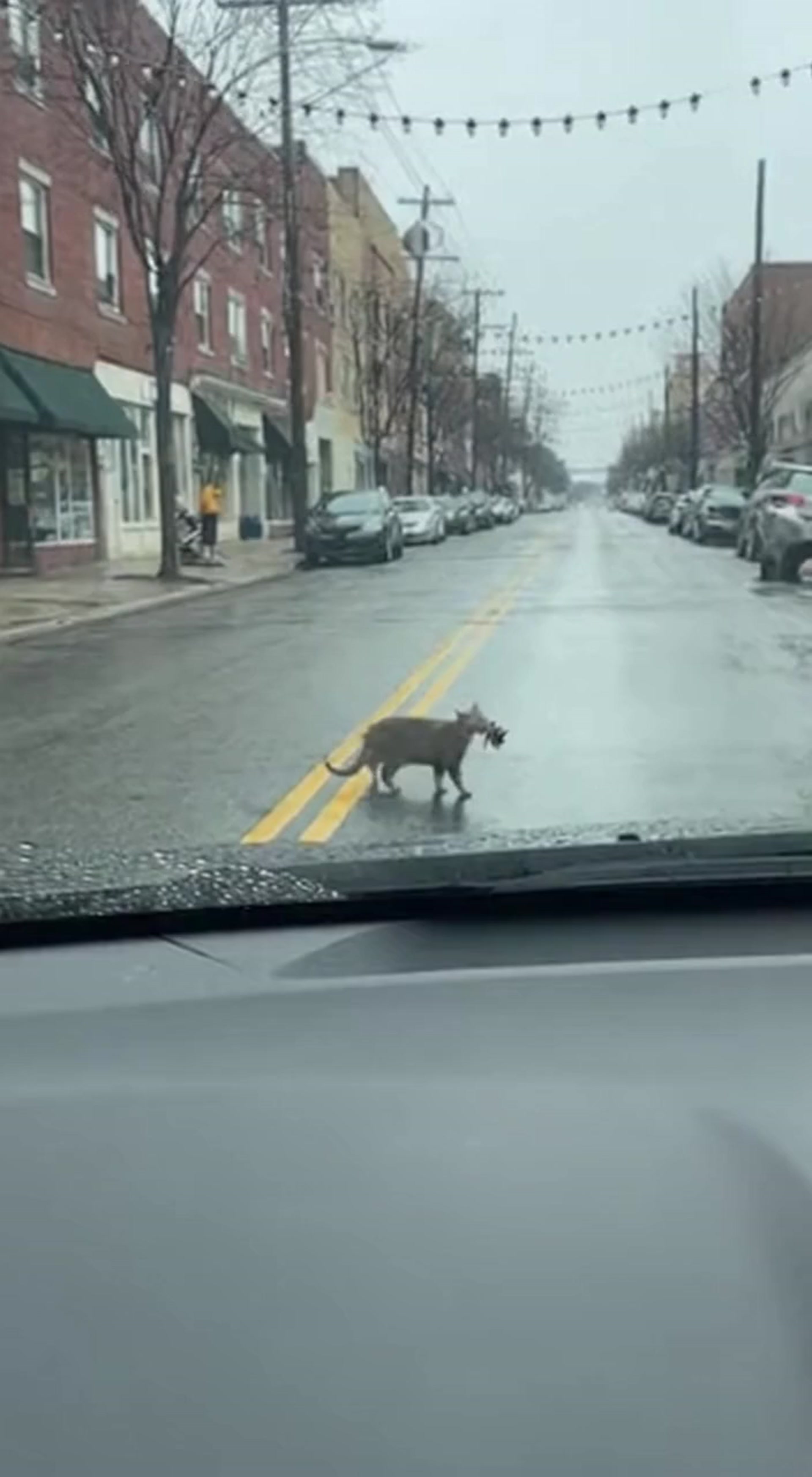 Cat Crossing Street Interrupted by Car Horn Startles Bird Escape and Angry Reaction on Windshield POV View