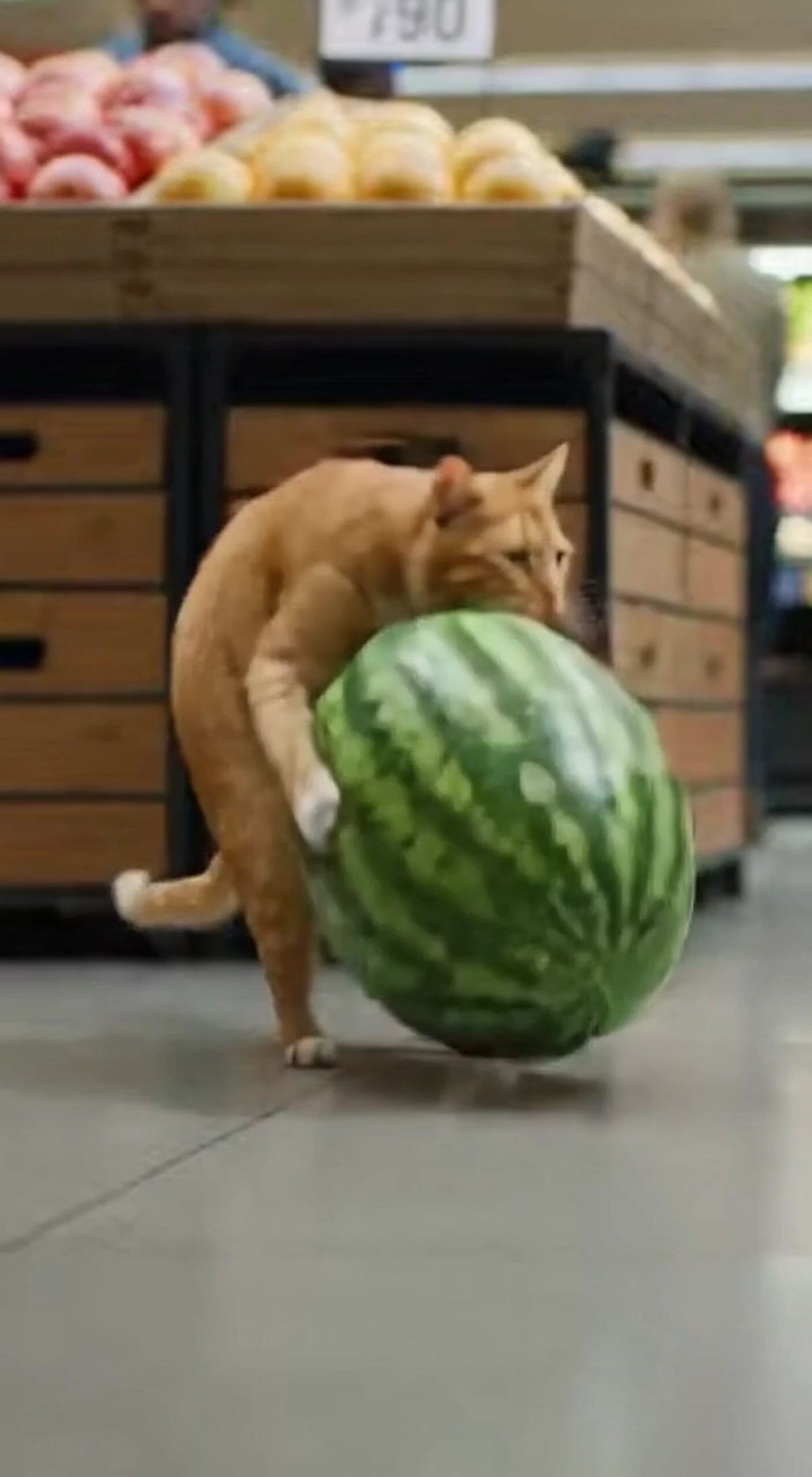 Cat Steals Giant Watermelon and Runs on Two Feet Out of Supermarket in Hilarious Escape