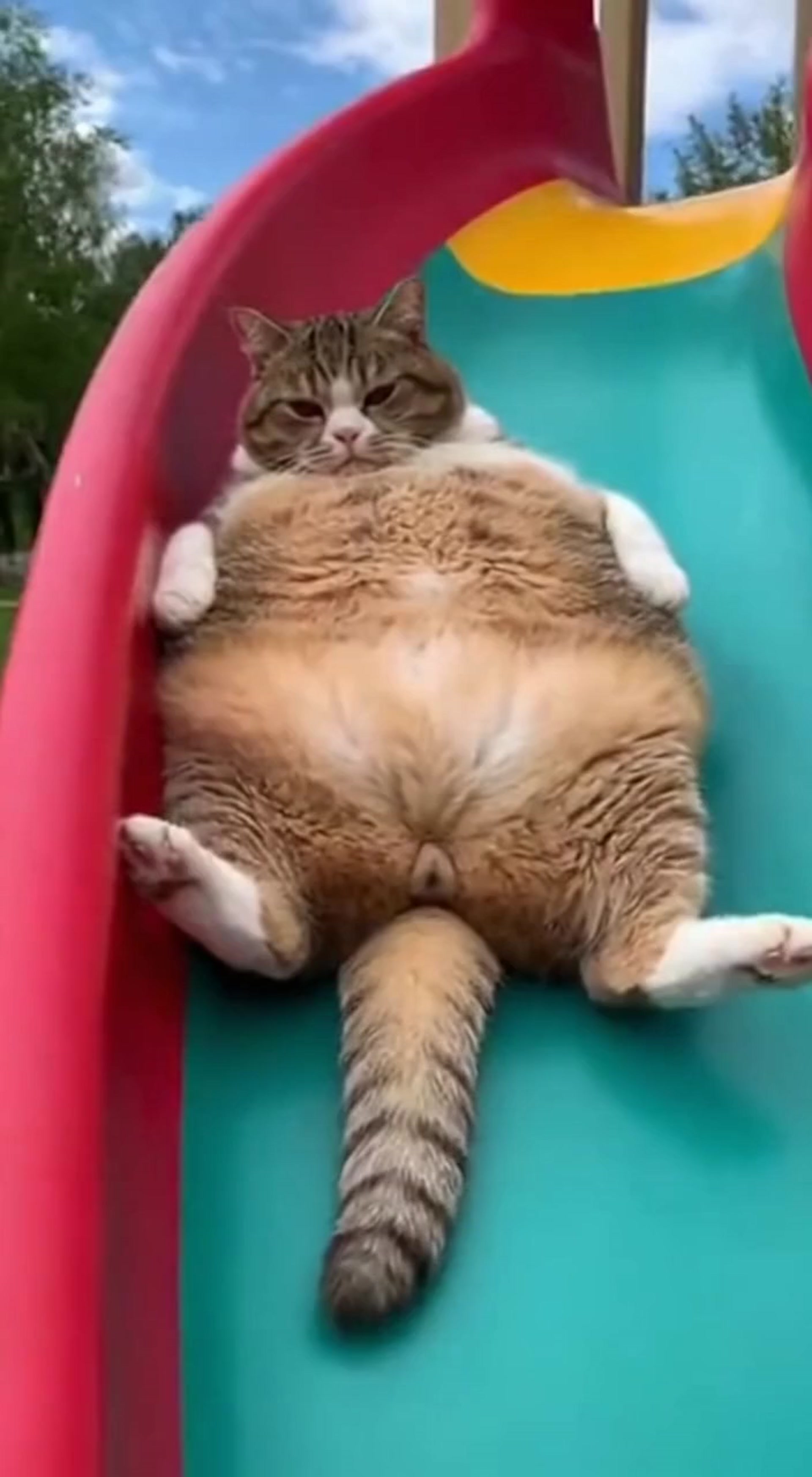 Chubby Tabby Cat Slowly Sliding Down Playground Slide in Ultimate Lazy Comfort