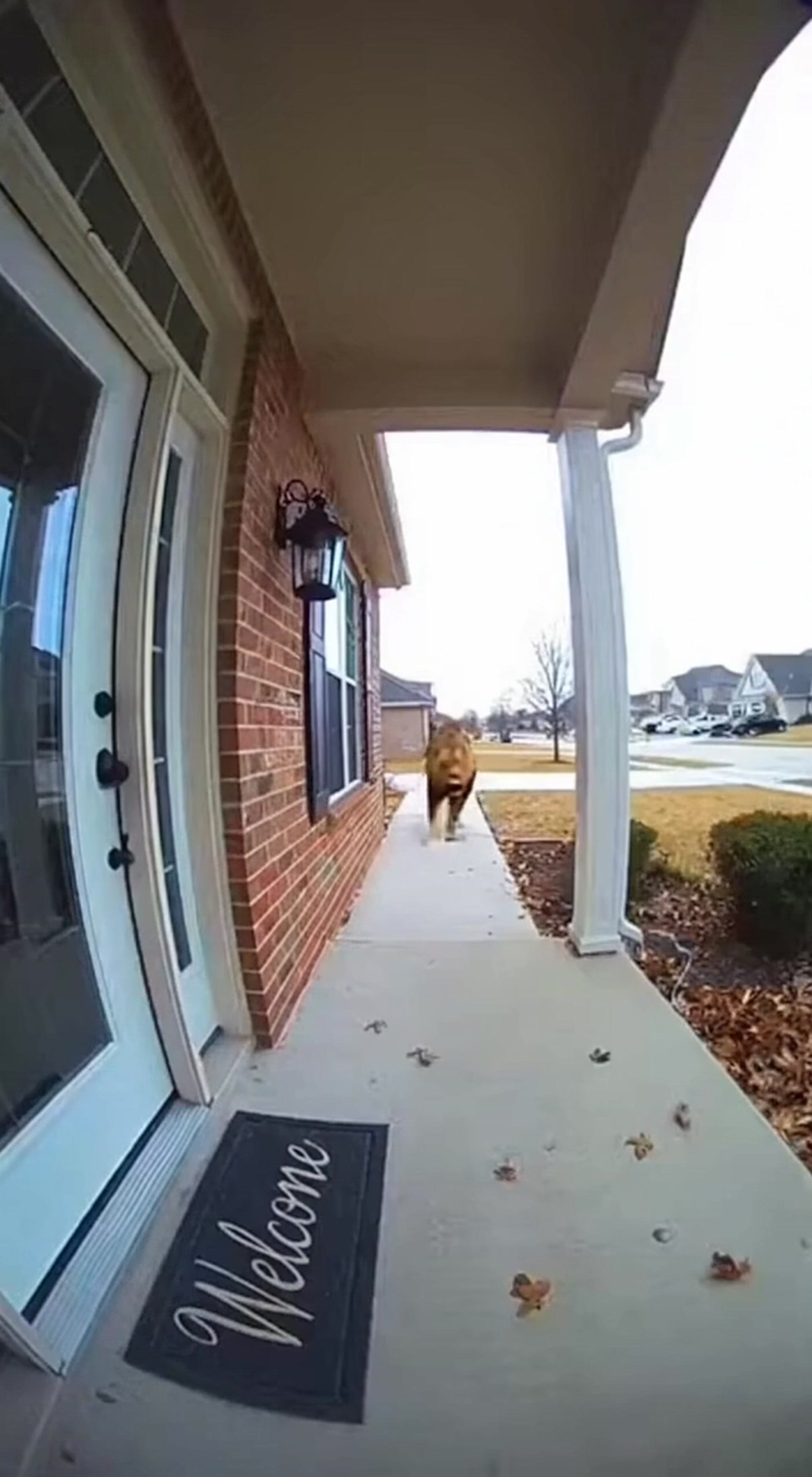 Lion Rampage Through Suburban Home Breaking Doors and Furniture in Dramatic Short Video